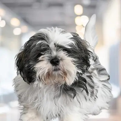 Gino, Director of Pawsitivity