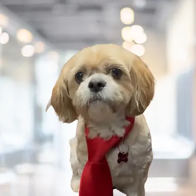 Louie, Chief Happiness Pawficer